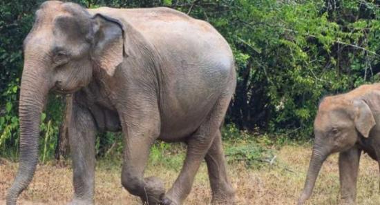 Seven Elephants Dead in Flood Plains National Park